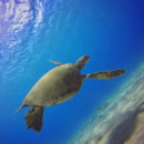 Pack 3 Filtros Submarinos POLARPRO Aqua Series Super Suit Edition Rojo, Magenta Snorkel para Hero 5/6