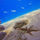 Pack 3 Filtros Submarinos POLARPRO Aqua Series Super Suit Edition Rojo, Magenta Snorkel para Hero 5/6