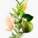 Eau D'hadrien  GOUTAL