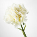 Smycka Flor Artf 30 Clavel Blanco  IKEA