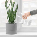 Chilifrukt Florero/regadera 21 Vidrio  IKEA