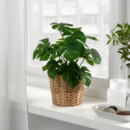 Fejka Planta Artf 12 Monstera  IKEA