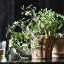 Kaktusfikon Macetero 12 Ratan  IKEA