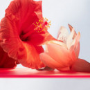 Omnia Coral  BULGARI