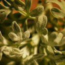 Polo Red Parfum  RALPH LAUREN