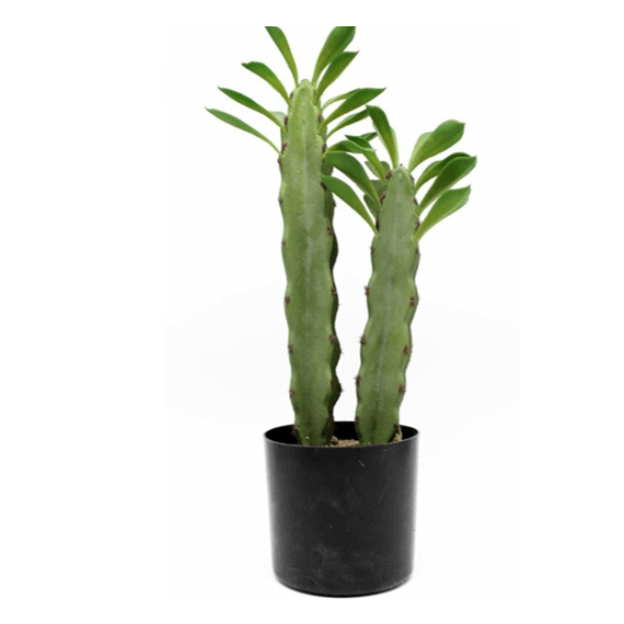 Cactus de 2 Brazos Artificial Realista 44 Cm GREEN ESSENTIALS®