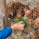 Tela Metálica Galv DONNA GARDEN 16X16X1.2MM 1X25M