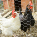 Malla Gallinero Hexagonal DONNA GARDEN 25X0.8MM 1X50M