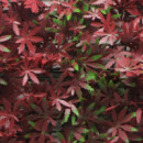 Jardin Vertical Serie Red Maple DONNA GARDEN 50X50 Cm