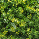 Jardin Vertical Serie Spring DONNA GARDEN 50X50 Cm