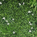 Jardin Vertical Serie Cobalto DONNA GARDEN 100X100 Cm