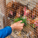 Tela Metálica Galv DONNA GARDEN 12.7X12.7X0.9MM 1X10M