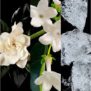 212 Nyc Edt  CAROLINA HERRERA