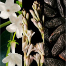 Good Girl Edp  CAROLINA HERRERA