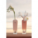 Terracota Musk Edp  A.DOMÍNGUEZ - ADN