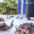 Conga Rockstar 2000 Wet&dry Liberty  CECOTEC