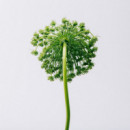 LOEWE Aire Eau de Toilette