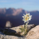 THE BODY SHOP Edelweiss Mascarilla de Noche, 75ML