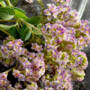 Q By DOLCE & GABBANA Intense