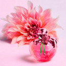 Ilusion Eau de Parfum