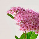 Pate Grise Eau Micellaire Demaquillante Purifiante  PAYOT