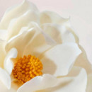 Soin Jeunesse Regard Contorno de Ojos Antiedad  PAYOT