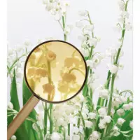 MIU MIU L´eau Bleue Eau de Parfum