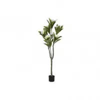 ARBOL FLOR TAHITI